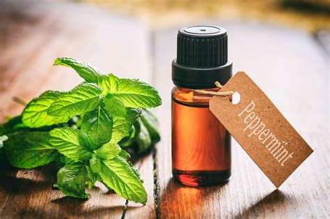 21 Proven Health Benefits of Peppermint Oil | Health Tips