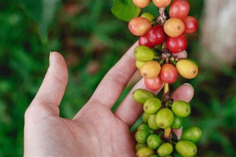 Climate Change and How it's Affecting Our Coffee Growing Regions - Soulful Concepts