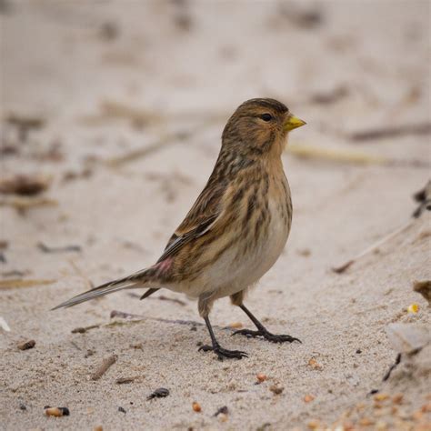 TrogTrogBlog: Bird of the week - Twite