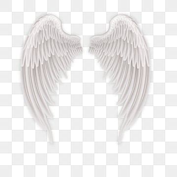 Angel Wing Feathers White, Wing, Angel, Bird PNG Transparent Image and Clipart for Free Download