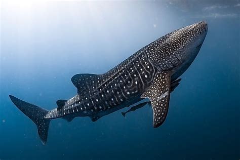 Whale Shark Facts: Animals of the Oceans - WorldAtlas.com