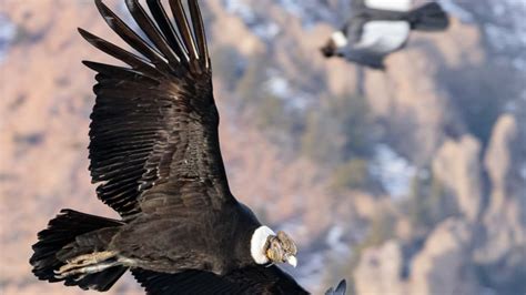 Andean condor flies more than 160km over five hours without flapping its wings | KidsNews