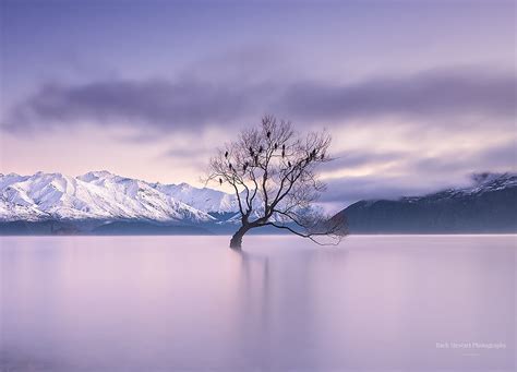 The Wanaka Tree Photography - Everything You Need to Know