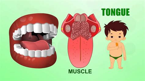 Different Body Parts And Different Diseases Of Human Body : The Body S Filter Keeping Up With ...