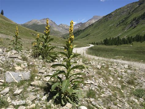 Mullein Health Benefits and Uses