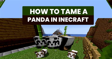 How to Tame a Panda in Minecraft