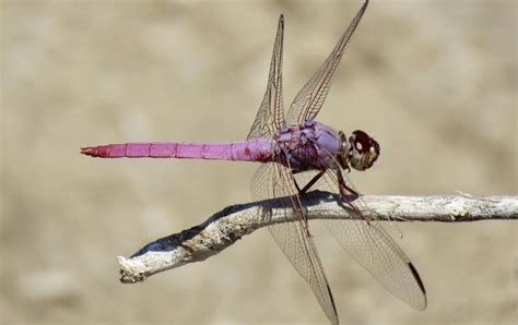 River Ecosystem Restoration Can Mean Just Add Water - Scientific American