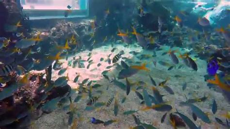 Resorts World Sentosa Adventure Cove Rainbow Reef 4K 30FPS - YouTube