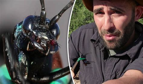 Tarantula Hawk sting: Coyote Peterson lets himself by STUNG by one of most painful insects ...