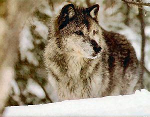 The Newfoundland Wolf is extinct. - The Animal Kingdom Trivia Quiz - Fanpop