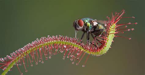 Carnivorous Plants With Names