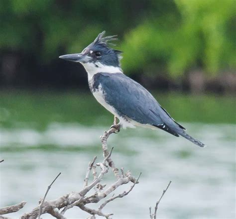 Belted Kingfisher – Flying Lessons