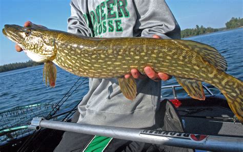 New northern pike fishing regulations coming in spring 2018 | Boreal ...