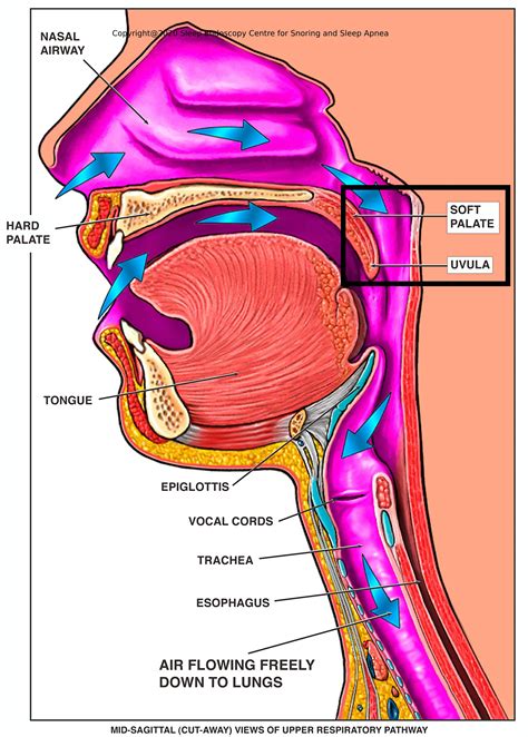 Video | Sleep Endoscopy Centre For Snoring And Sleep Apnea