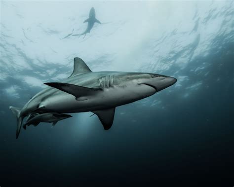 How Do Sharks Detect Prey? - Animalsman