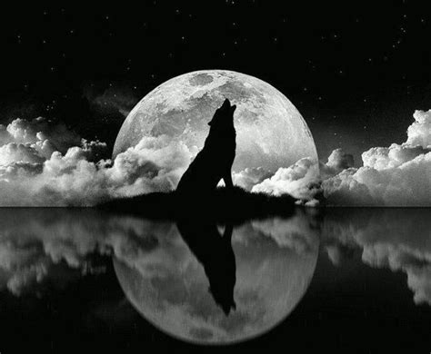 Que le contara este lobo a la luna? | Wolf photos, Wolf wallpaper, Wolf ...