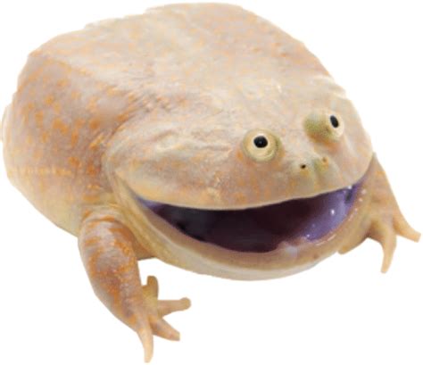 wednesday frog Blank Template - Imgflip