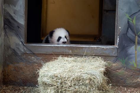 Welcome to Zoo Atlanta | Atlanta zoo, Panda cam, Panda