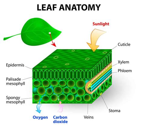 Internal Structure of a Leaf - Luke Wilkins