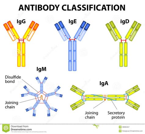 Antibody Classification Stock Vector - Image: 38890457