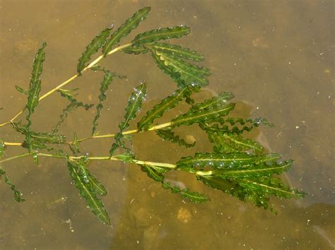 Potamogeton crispus - Изображение особи - Плантариум