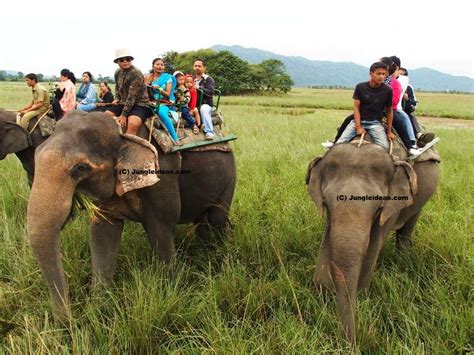 Go for both thrilling Elephant and Jeep Safari into Pobitora Wildlife ...