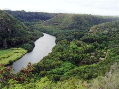 Mount Waialeale Rainforest Hike (Easy to Moderate) tours, activities, fun things to do in Kauai ...