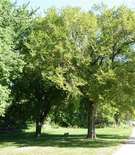 Dutch Elm Disease Control Program - Weyburn, Saskatchewan