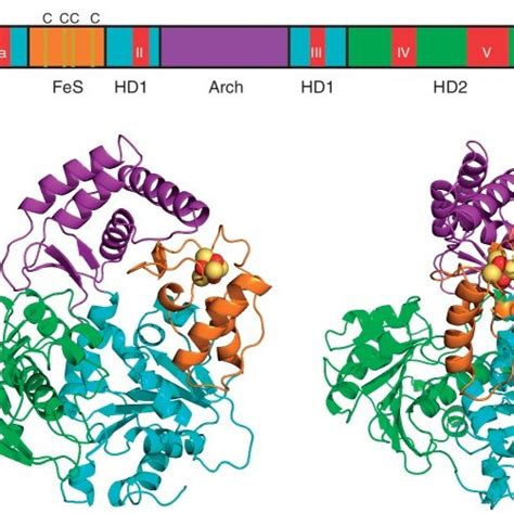 Fe–S cluster in the helicase domain of XPD/FANCJ family of DNA... | Download Scientific Diagram