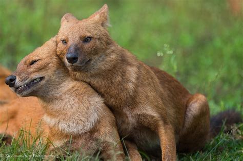 The Dhole is a canid native to Central, South, and Southeast Asia. Unlike wolf packs, in which ...