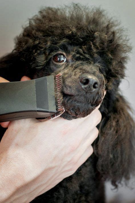 Poodle Grooming - How To Groom A Poodle Dog Grooming Diy, Dog Grooming Styles, Creative Grooming ...