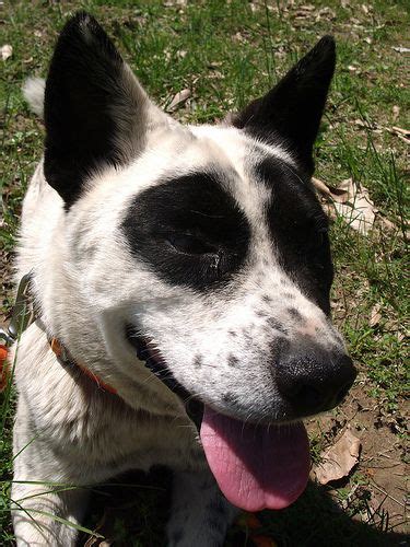 australian-cattle-dog | Smartest dog breeds, Smartest dogs, Best large ...