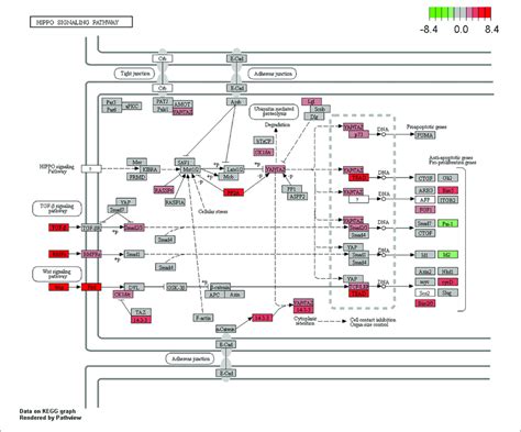 | Enrichment of the Hippo signaling pathway in CCA.... | Download Scientific Diagram