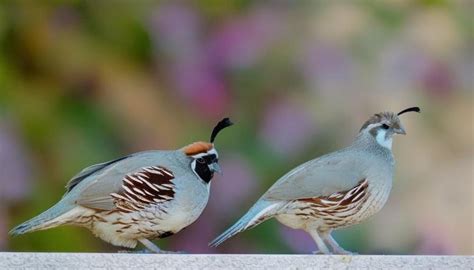 best quail breeds