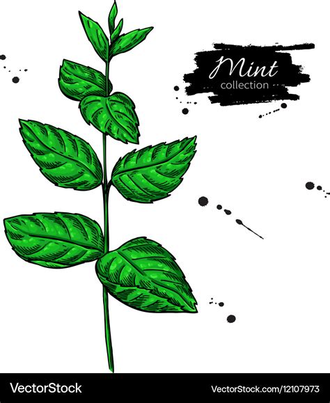 Mint drawing isolated plant and leaves Royalty Free Vector