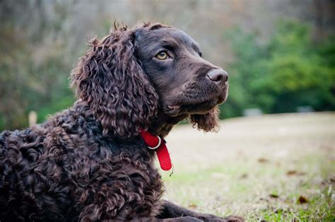 American Water Spaniel - My Doggy Rocks