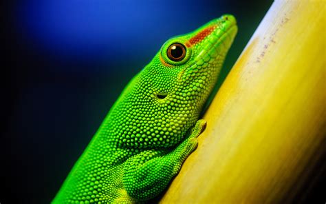 animals, Reptiles, Lizard, Green, Color, Tropical Wallpapers HD / Desktop and Mobile Backgrounds