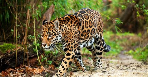 Threatened biodiversity of Yasuni