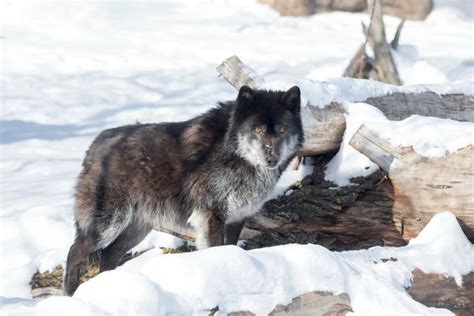 Worlds Largest Wolf Ever Recorded