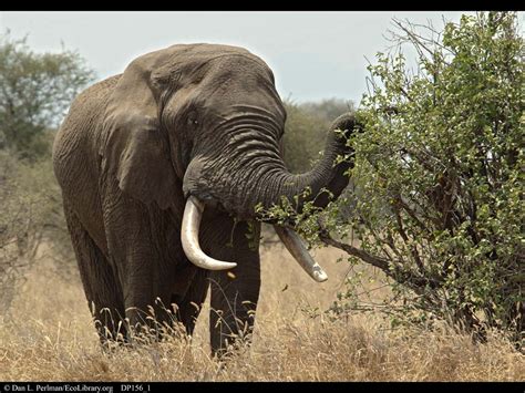ECOLIBRARY :: DISPLAY - ELEPHANT FEEDING