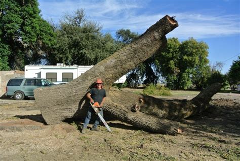 Salvaging a Large Dying California Black Walnut Tree | Salvaging and ...