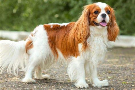 The 4 Main Cavalier King Charles Spaniel Colors Explained