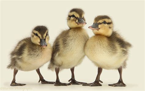 Three Mallard ducklings photo WP25807