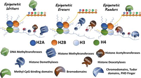 Epigenetics And Cancer