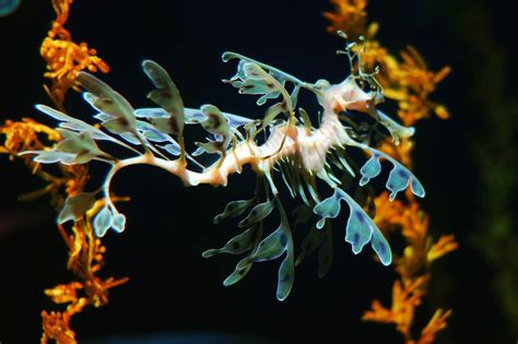 Sea Dragon - Leafy & Weedy Sea Dragons, Photos, Information, Habitats, News | Most Unbelievable ...