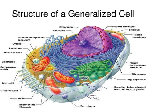 human anatomy, ch 3, cells and tissues Diagram | Quizlet