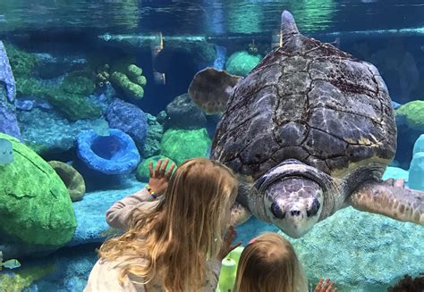 Road Trip: A Quick Getaway to the Oklahoma Aquarium - Wichita Mom