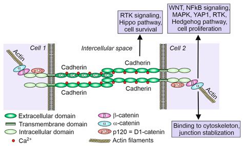 Cadherin Tales: Regulation Of Cadherin Function By, 59% OFF