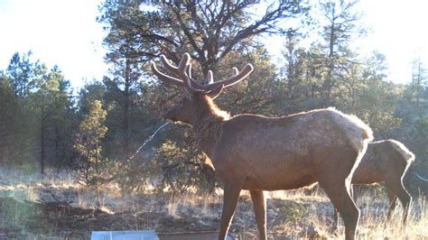 Up close photos of New Mexico wildlife at drinker