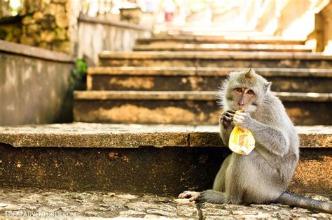 Uluwatu Temple Monkeys in Bali Indonesia. Best Of Bali, Uluwatu Temple, African Diaspora, Lombok ...